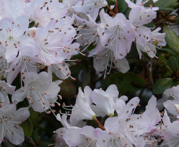 Bois des Moutiers (20) Avril 2012